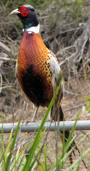 Ring-necked Pheasant in Kula, Maui