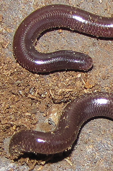 Head and tail of an island blind snake
