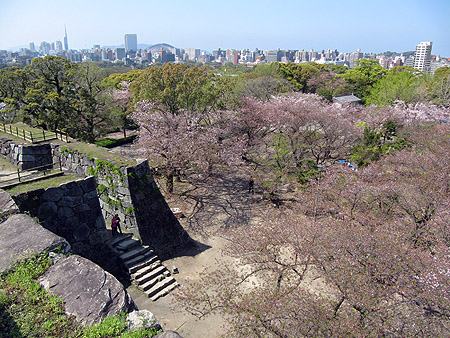 After a few days in Kumamoto, we returned to Fukuoka--and cherry blossom season was nearly over. This is Maizuru Park with the ruins of an old castle. The blossoms are falling, but there were still a lot of people picnicking on lawns cover with pink petals.