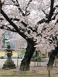 Sakura tree in Fukuoka