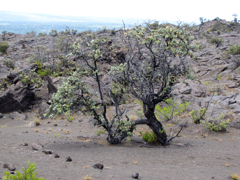 An ohia tree struggling to live among the tough conditions of the Ka`u Desert -- conditions that include varying levels of volcanic fumes.