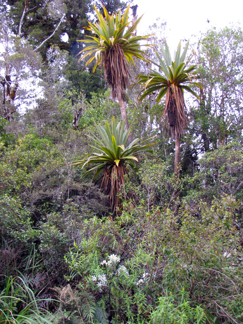 cabbage_trees