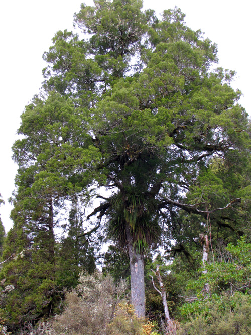 cypress_epiphytes
