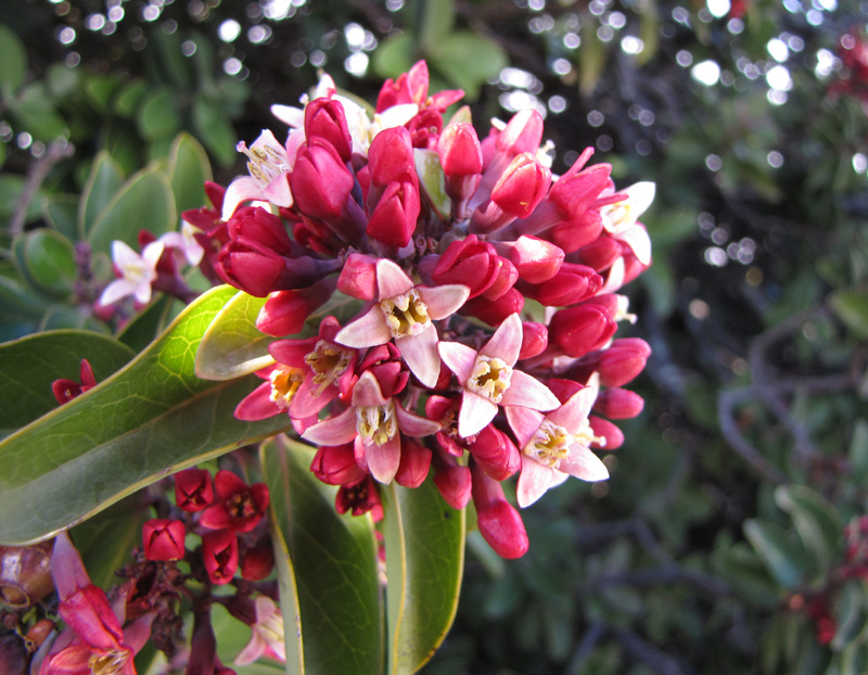 sandlewood flowers, Haleakala
