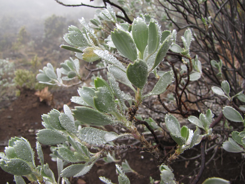 silver geranium, Haleakala