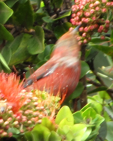A photo blurred with motion, but still showing the 'apapane's coloration.